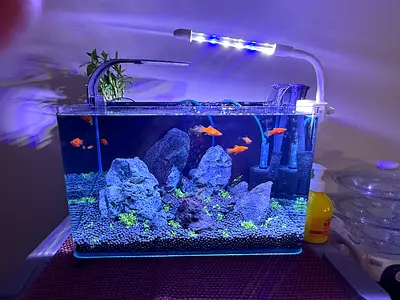 Small planted aquarium with filter, LED light and goldfish