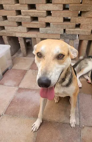 Friendly mixed-breed dog looking for a new home (free to a caring owner)
