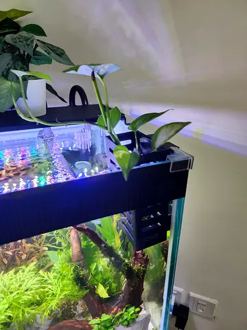 Hydroponics Aquarium Plant Holder