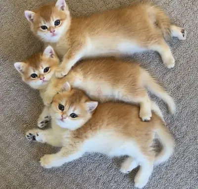 Cute golden British Shorthair kittens looking for their forever home ❤️