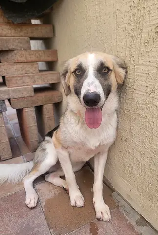 Friendly Border Collie/Saluki dog looking for a new home