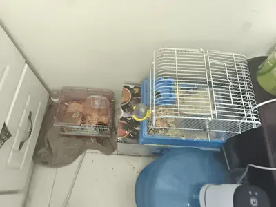 Hamster