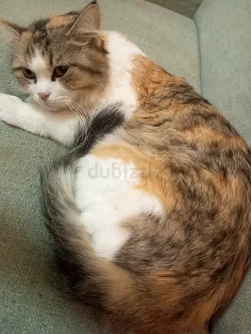 Calm female persian cat available for adoption