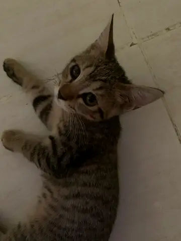 Cats