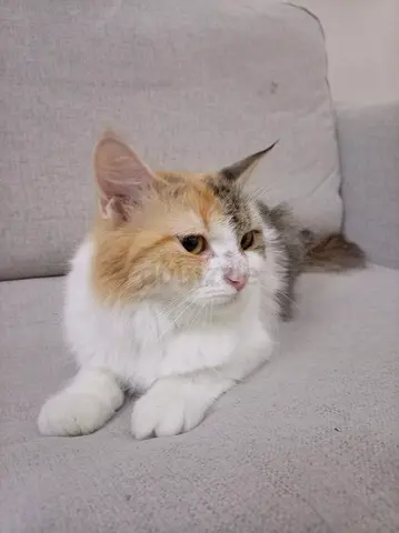 Adopt this cute persian cat, owner left the country