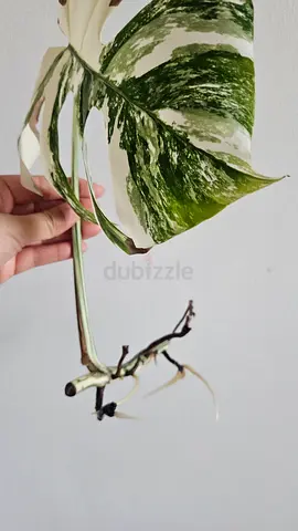 Variegated Monstera Cutting with Roots - Ready to Plant