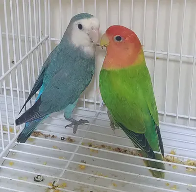 Excellent pair breeding pair with 4 eggs available