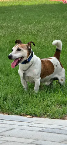 Senior Jack Russell male for free adoption