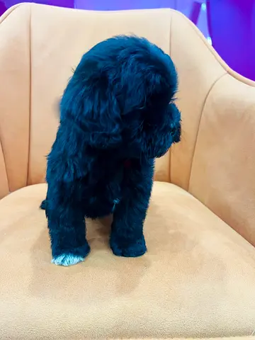 Adorable small black puppy — healthy, playful, ready for adoption