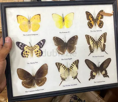 Framed Collection of 9 Mounted Butterflies - Vintage Display