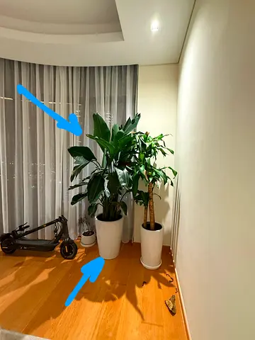 Big Plants indoor