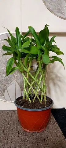 Beautiful lucky bamboo plant