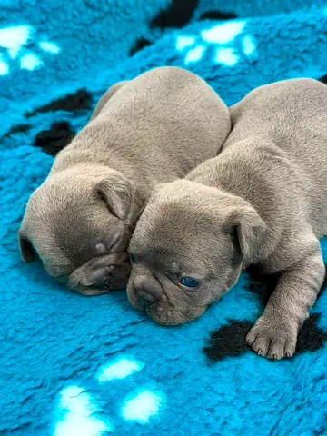 Pair of 2-week-old French Bulldog Puppies