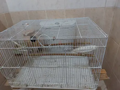 Bird cage available