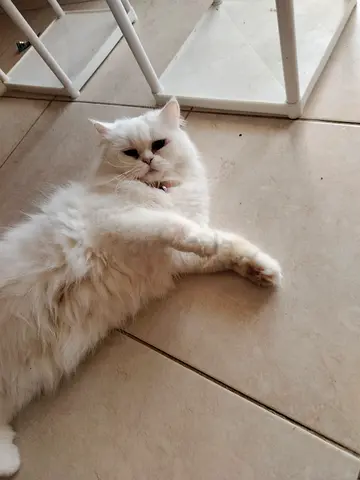 White long-haired female Persiann cat - looking for a new home