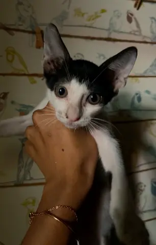 female kitten for free adoption