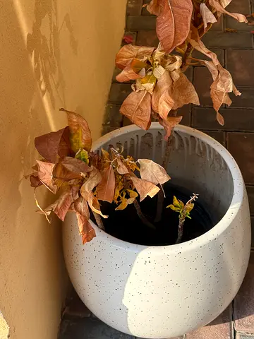 Round speckled ceramic planter pot - modern white