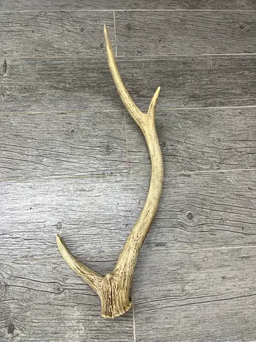 قرن غزال
