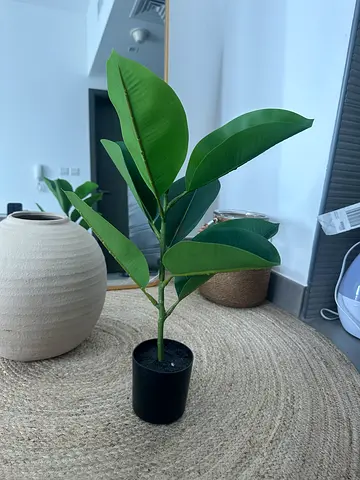 Small indoor rubber plant in black pot - healthy foliage