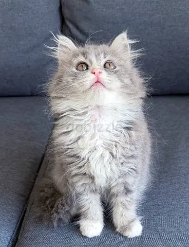 Pure Persian Kittens
