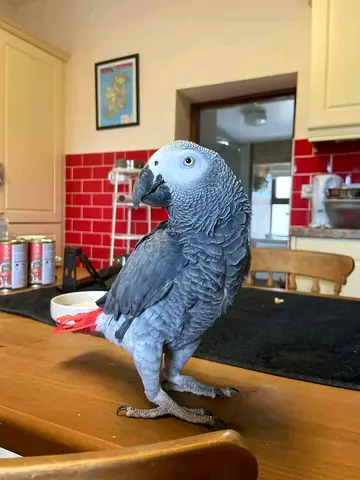 Friendly African Grey Parrot - HandTame, Healthy Companion