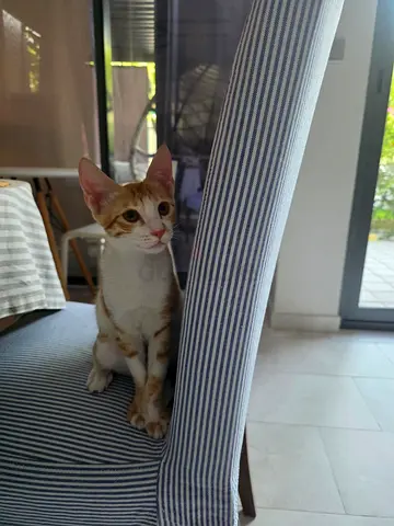Young friendly orange-and-white kittens available for adoption