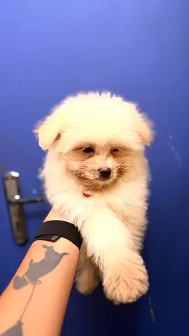 Fluffy white Pomeranian/Pomeranian-mix puppy — 8 weeks, friendly