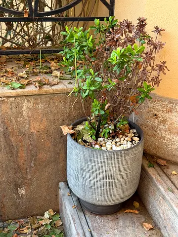 Decorative outdoor planter with potted shrub - grey textured pot