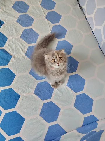 Scottish Fold Kitten