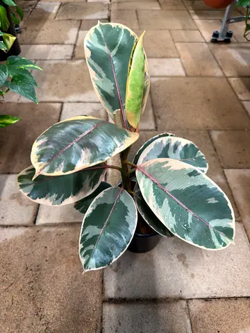Varigated Rubber Plant