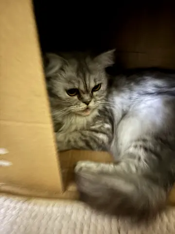 Cats for free adoption