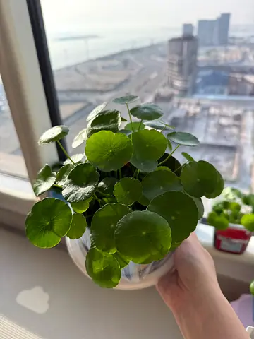 Chinese money plant/peenywort