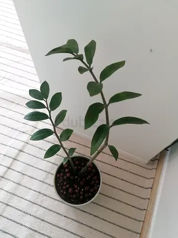 Fresh indoor plants with pot