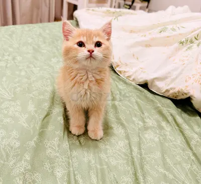 Cute cream British Shorthair kitten available