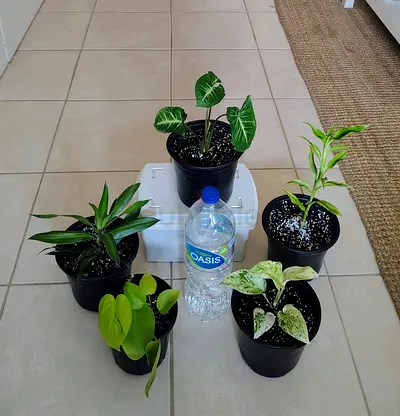 Take all 5 easy to take care indoor plants Final price , last price , best price 60 dhs only