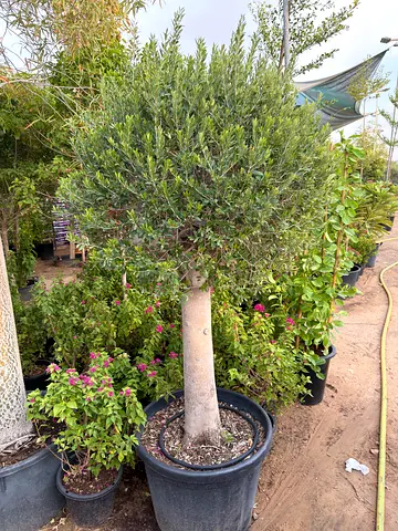 Ball Shape Spanish Olive Tree with delivery (Dubai and Sharjah)