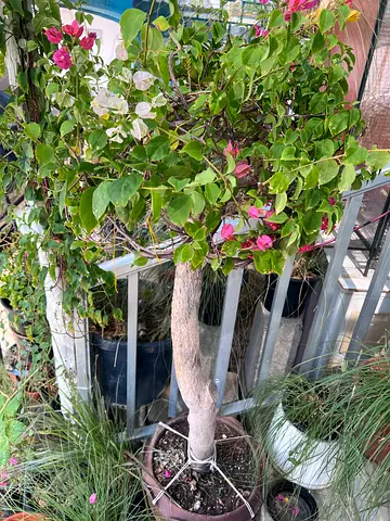 Multicoloured Bougainvillea Plant