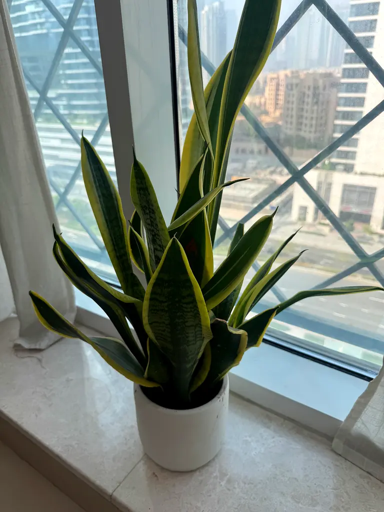 DPV_View_Image_1