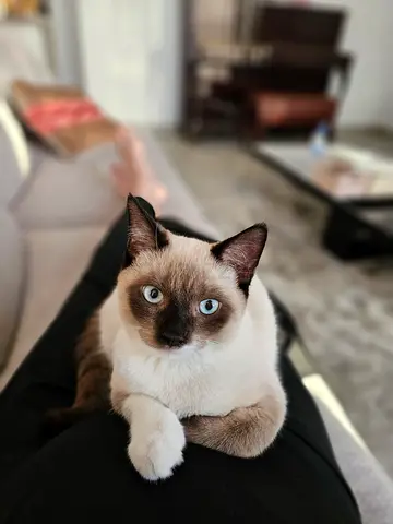 Siamese Male Kitten Cat