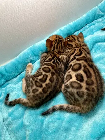 Bengal kittens