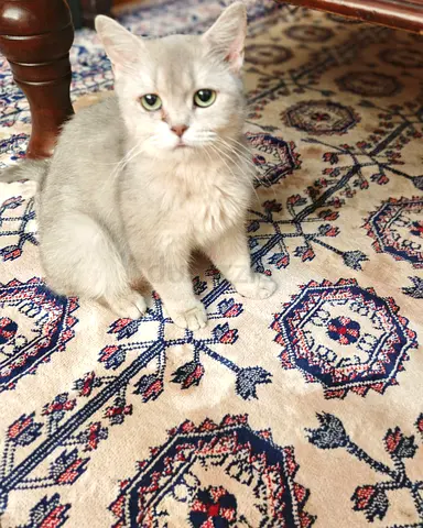 Adoption British Short Hair