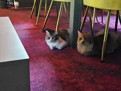 Boba & Kookie for adoption