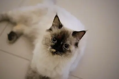 Missing cat قطه مفقوده