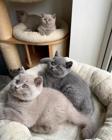Adorable British shorthair kittens