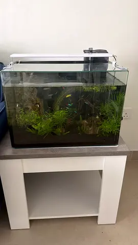Complete Fish Tank Setup for Sale