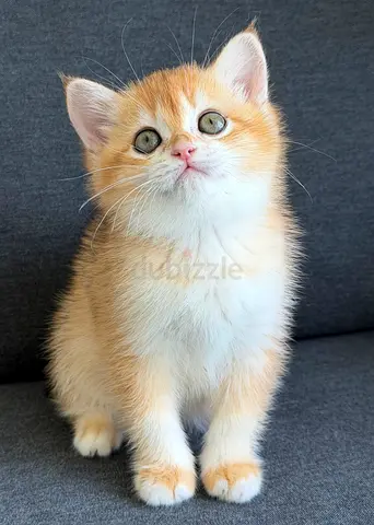Pure British Shorthair Ny12 Golden kitten