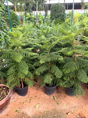 Norfolk Island Pine