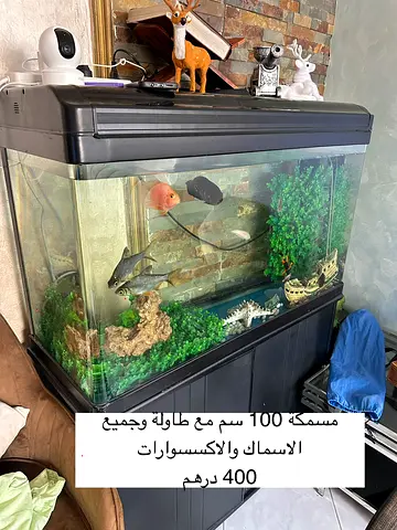 100 cm Fish Aquarium with Stand, Hood and Accessories
