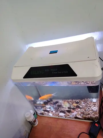 Small Oblong Desktop Fish Tank with LED Light and Filter