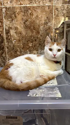 Shiro/ Cat adoption